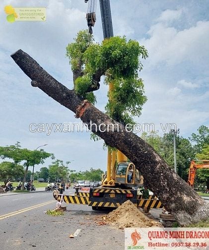  Dịch vụ chăm sóc bảo dưỡng cây xanh nhà máy Đồng Nai