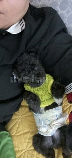 Poodle thạch sùng bám cổ freeship kèm đồ