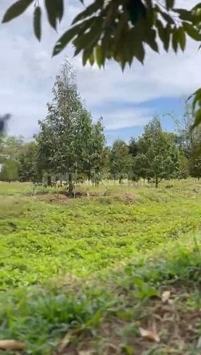 Đang Kẹt Cần Bán Vườn Sầu Riêng 2500m2 Thổ Cư sẵn, 600 triệu. 