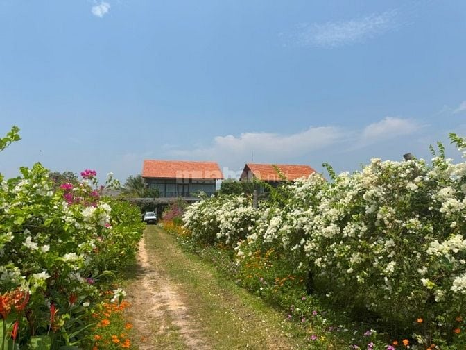 Tour Du Lịch Hồ Tràm 2 Ngày 1 Đêm Tại The Cottage Hồ Tràm Hills