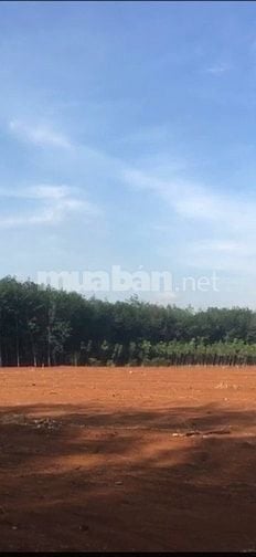 Bán lô đất 1000m2 tại Tân Hòa, Đồng Phú, Bình Phước