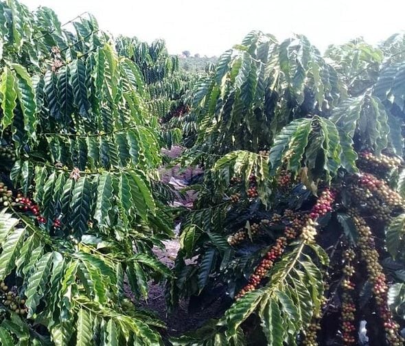 Chủ ngộp bán dưới 100 tr/sào 4het-ta Café đất đỏ xã Ea Kuêh, CuwMga