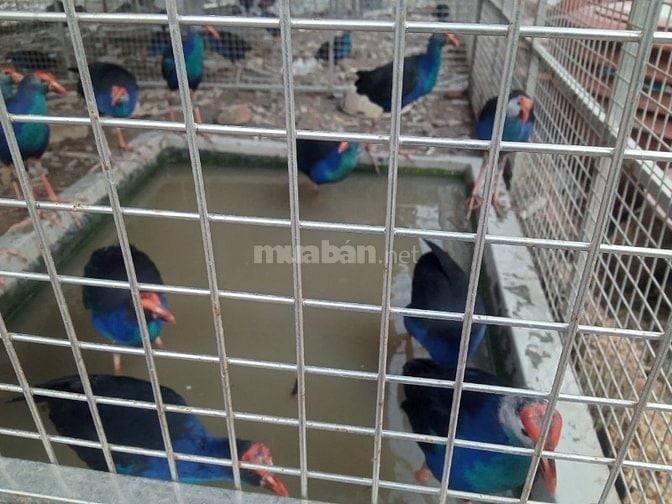 Thanh lý gấp bầy chim Trích Cồ 7-9 tháng tuổi giá siêu rẻ 05/2025