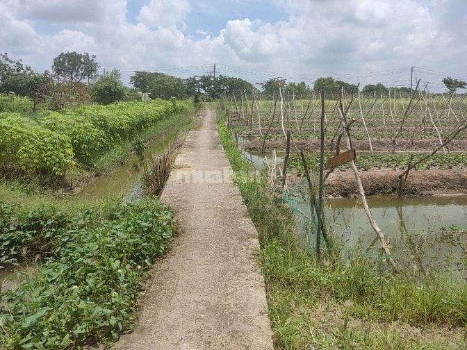 CƠ HỘI SỞ HỮU ĐẤT VƯỜN SIÊU ĐẸP TẠI HƯNG LONG, BÌNH CHÁNH – DIỆN TÍCH 