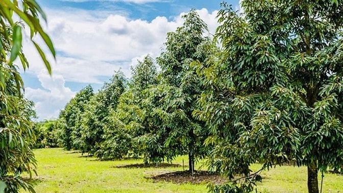 🆘[BÁN GẤP] 2 MIẾNG VƯỜN SẦU RIÊNG 3 NĂM TUỔI‼️