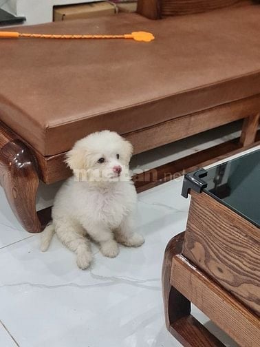 PHỐC LAI POODLE TÌM BỐ MẸ THƯƠNG