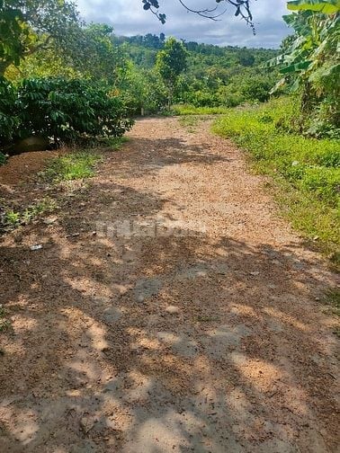 Chính chủ cần bán tam Giang đất trống 