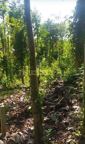 Bán đất xã Thanh Sơn Huyện Định Quán tỉnh Đồng Nai 2000m2 425 triệu 
