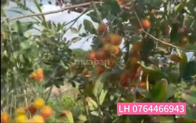 Cần tiền bán lỗ vườn chôm chôm, Bình Phước, 3500m2, 400m2 thổ cư