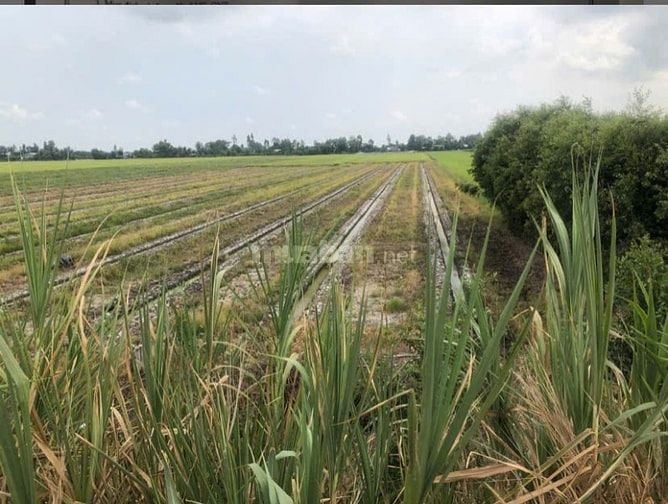 Bán 2346m2 Mt qlo N2, Tân Ninh - Tân Thạnh - Long An