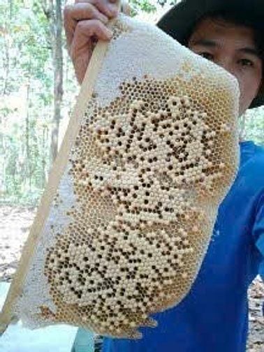 Bán ong giống, thùng ong giống siêu mật