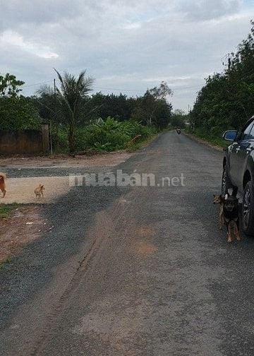 Ngộp lãi cắt lỗ sâu đất đường nhựa, tại xã Tân Đông,Tân Châu, Tây Ninh