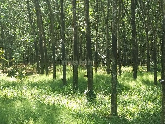 Bán đất phân lô xã Tân Hiệp Long Thành giá 414 tỷ