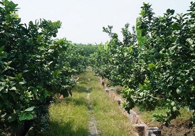  Chính chủ BÁN ĐẤT VƯỜN TRÁI CÂY ĐẸP TẠI PHÚ TÂN, ĐỊNH QUÁN, Đồng Nai 