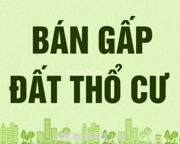 Cần bán gấp đất ấp Bình Đức, xã Bình Lãng, huyện Tân Trụ, Long An