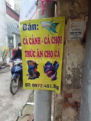 Các loại cá cảnh thủy sinh đẹp, thức ăn cho cá 