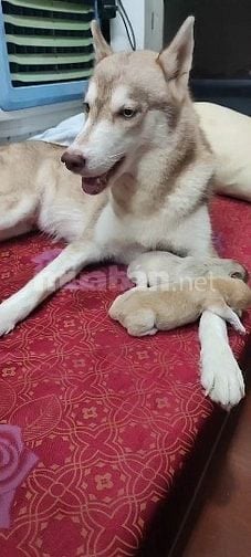 Husky nâu xám thuần chủng 3 tháng tuổi, lanh lợi, dễ ăn 