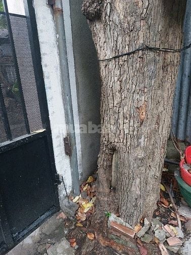 Bán cây vú sữa cổ thụ ở TpHCM .
