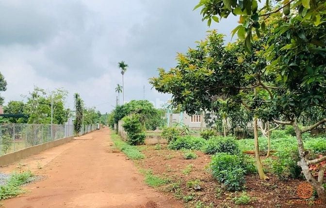Bán 1.2ha đất vườn mít, sầu riêng tại Tân Phú, Đồng Nai, có 600m2 thổ 