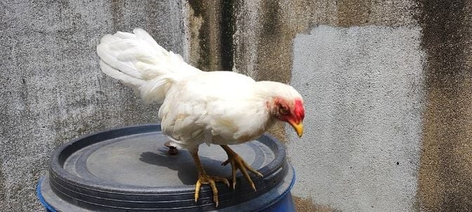 Gà tân châu lai tre cần tìm chủ mới