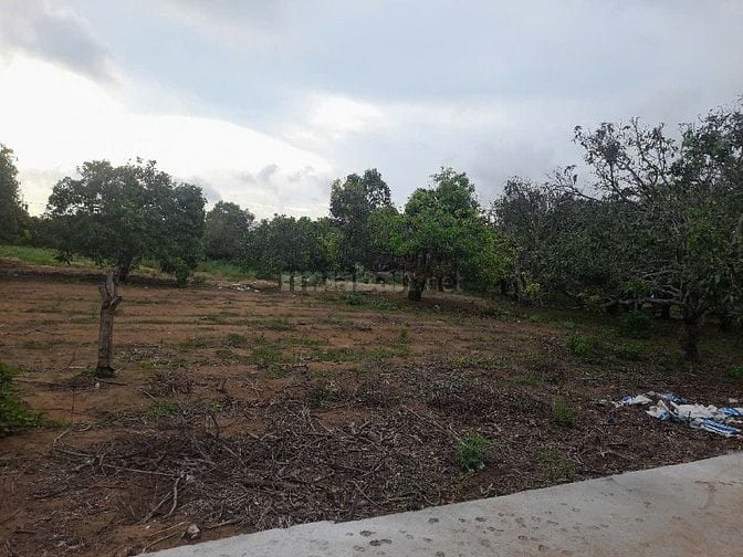 Bán đất đường Duyên Hải, Cần Giờ, 1000m2, full thổ cư, 20tr/m2