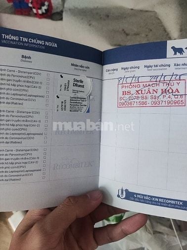 Bán chó cỏ dễ thương và ngoan 