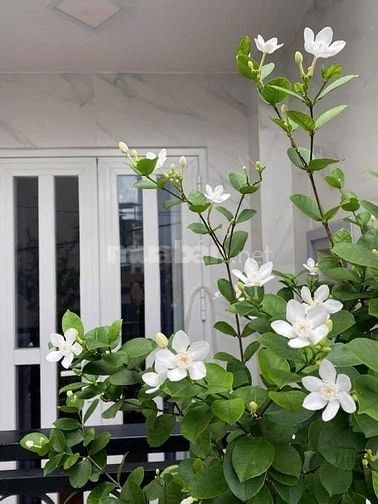 NHÀ 8 X 10M - 2 TẦNG -  HẺM 277 - XÔ VIẾT NGHỆ TĨNH - PHƯỜNG 15