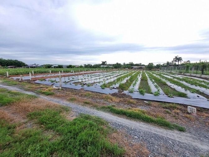 310m2 đất CLN Thị xã Trảng Bàng. Ngang 6,5m giá 600tr 