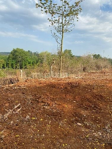 BÁN ĐẤT NN( CLN) MẶT TIỀN ĐƯỜNG QUÃNG PHÚ, PHƯỚC AN,BCHÂU ĐỨC,BRVT