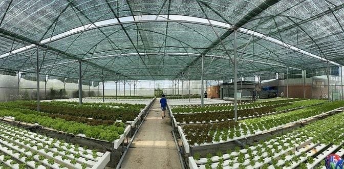 Cần bán đất hoặc cho thuê farm trồng rau thuỷ canh công nghệ cao 