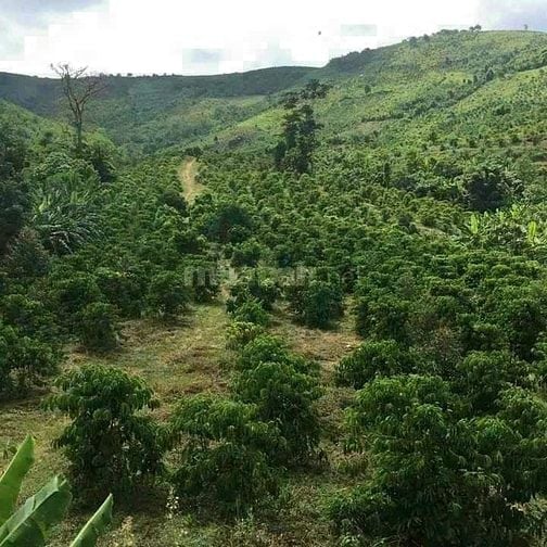 Bán vườn sầu riêng 73Ha tại Lộc Bắc, Bảo Lâm, Lâm Đồng