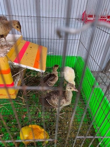Bán chim công non 7 ngày tuổi và chim giống bố mẹ 