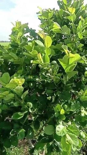Bán lá ổi khô và lá ổi tươi, hàng sạch, không thuốc trừ sâu 