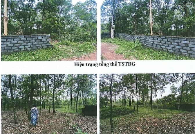 Bán đấu giá đất tại xã Phú Sơn, huyện Ba Vì, thành phố Hà Nội