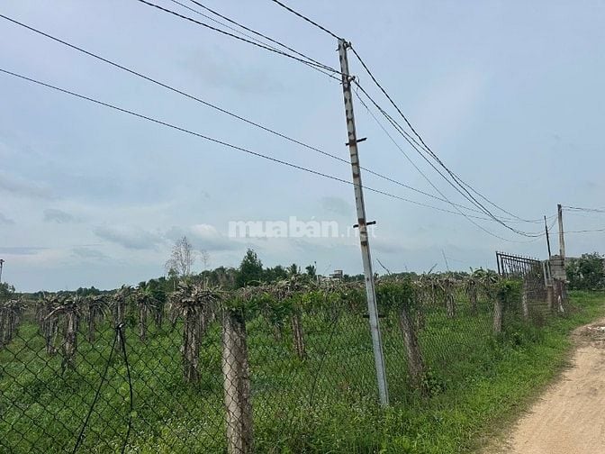 1,6 Sào Sổ Riêng Quy Hoạch Đất Ở,Tân Bình, Lagi Gần Biển