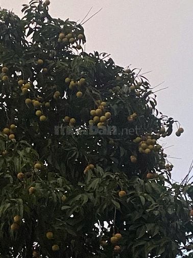 Chính chủ bán gấp đất Ba Vì chỉ 2,5 triệu/m :