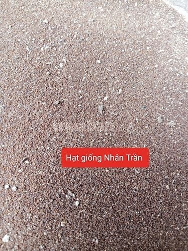 Hạt giống cây thảo dược , nhân trần, mã đề, cỏ xước, nhọ nồi
