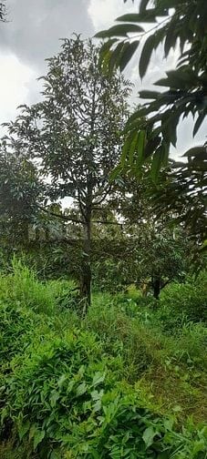 Bán đất vườn sầu riêng, mặt tiền sông lớn, 903m² giá chỉ 1 triệu/m2