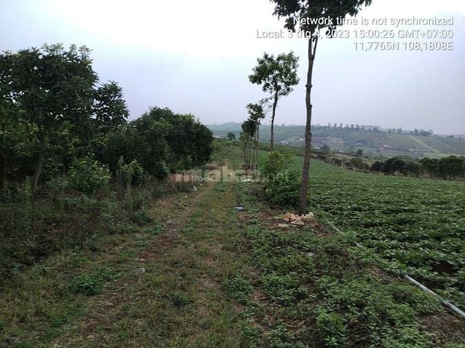 Hàng đầu tư 1,153m2 (30mx40m) sẵn 200m2 thổ cư gần hồ Phúc Thọ, Lâm Hà