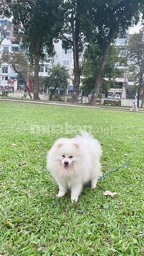 Chó Phốc Sóc Màu Trắng (mắt tròn tinh anh, bộ lông xù trắng như tuyết)