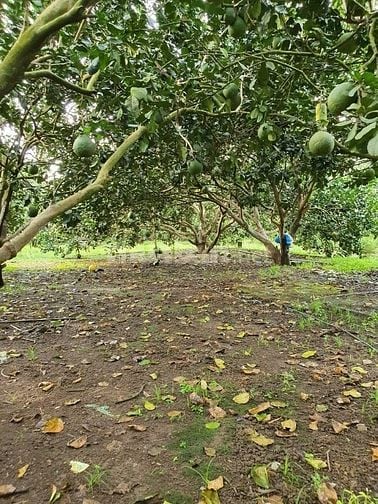Bán đất trồng cây ăn quả tại Đồng Nai