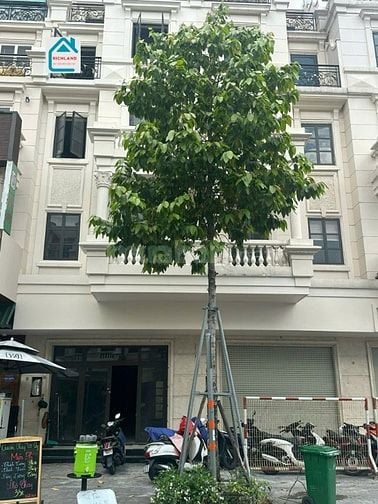 Siêu Phẩm!!! Cho thuê 2 căn liền kề đườngsố 3 KDC Cityland GV_DT:10x20