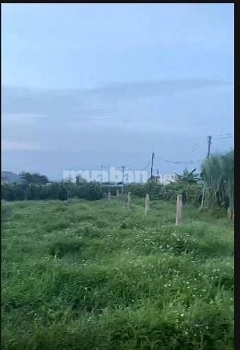 Cho thuê 2000m2 đât trồng cây lâu năm để sản xuất, phục vụ hoa màu