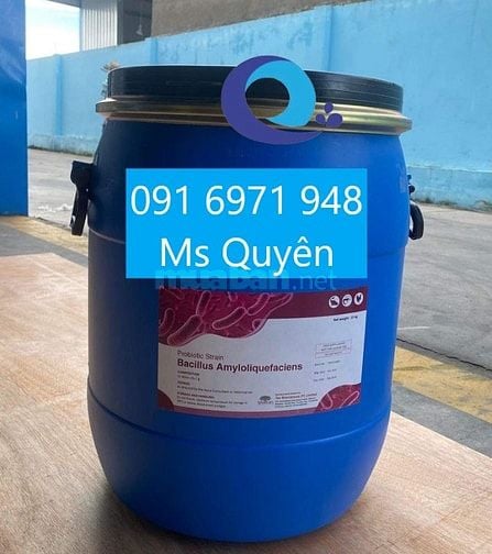 Men vi sinh lợi khuẩn Bacillus Amyloliquefaciens giá sỉ