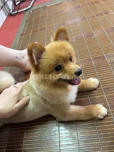 chó fox sóc vàng thuần chủng, mắt to tròn đen nháy