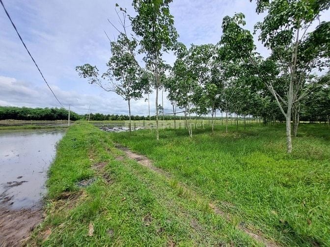 Hơn 6000m2 đất ngay khu dân cư, cách nhựa 70m. 1,8 tỷ 