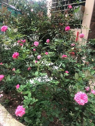 Cho Thuê Phòng Trọ Hồ Linh Đàm  - Hoàng Mai ,  KHu Quân đội
