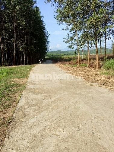 Cho thuê đất trống thích hợp làm trang trại vườn 