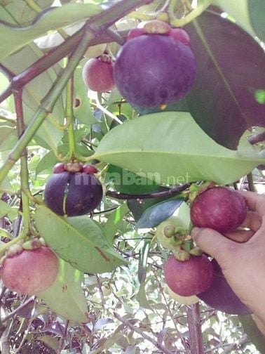 Chỉ với 600 triệu – Sở hữu ngay lô đất vườn 1350m² tại Thống Nhất, Đồn