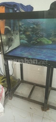 Hồ cá cảnh  đã qua sử dụng còn đẹp